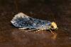 Monopis laevigella